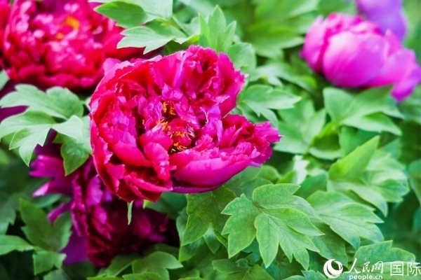 洛陽(yáng)國(guó)家牡丹園牡丹盛開(kāi)。 人民網(wǎng)記者 魯揚(yáng)攝