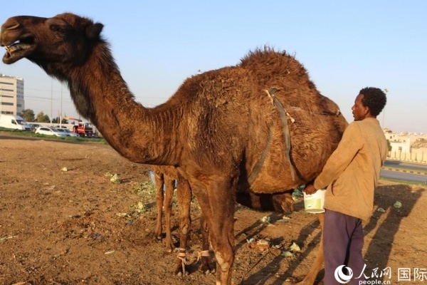 工人在給駱駝擠奶。人民網(wǎng) 納達(dá)爾·達(dá)烏德攝