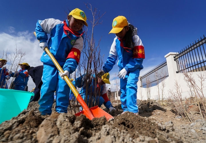 2025年4月25日，西藏那曲市小學生在植樹。新華社記者 晉美多吉 攝